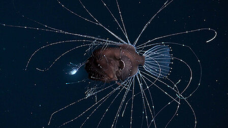 Watch Our Planet | Netflix Official Site Watch Our Planet | Netflix Official Site